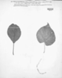 Sphaeria maculaeformis image